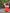 Swim Kit | Lipstick Jungle + Persimmon - Fabric + Flow Textile Co.