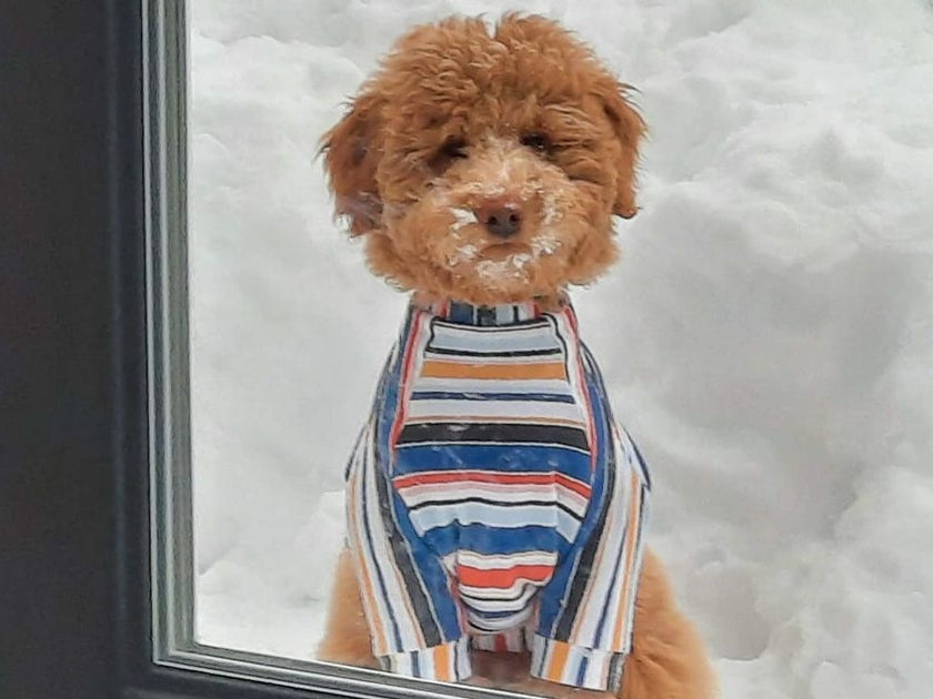 French Terry Print | Santorini Stripe R3G3 - Fabric + Flow Textile Co.